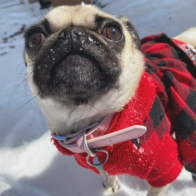 pug in snow