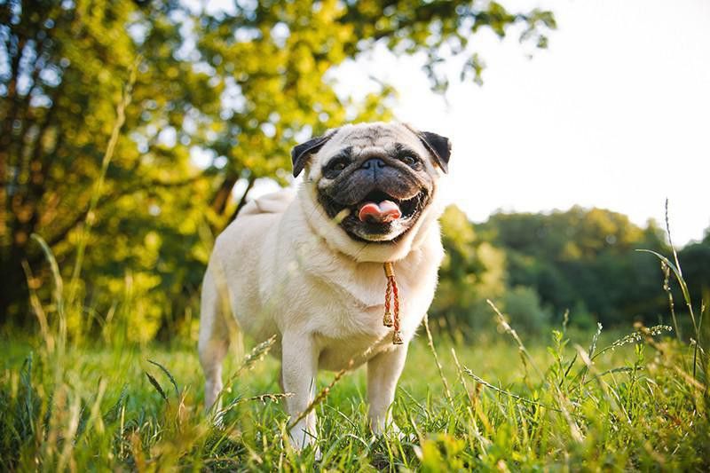 Pug laying on a grass