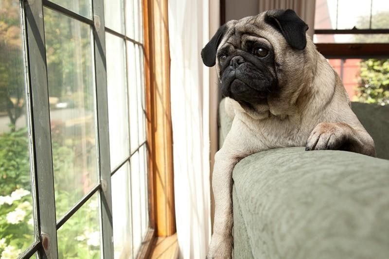 pug looking out window