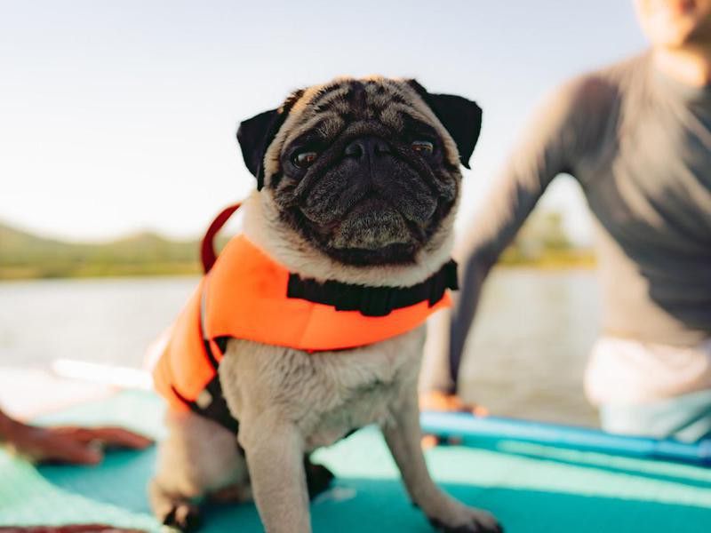 Pug on paddleboard