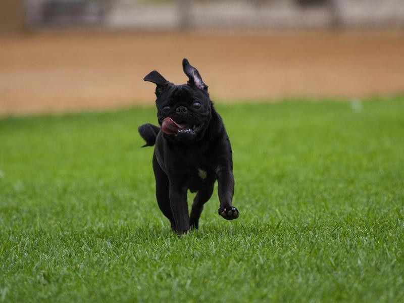 Pug on the run