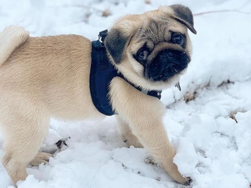pug puppy in snow