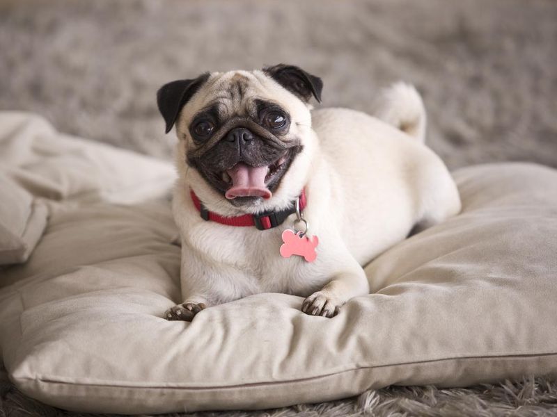 Pug resting on a pillow
