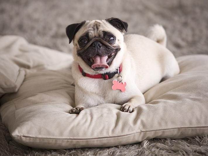 pug with tongue out