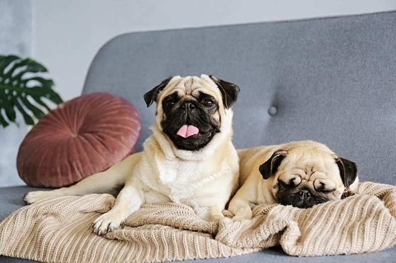 pugs on couch