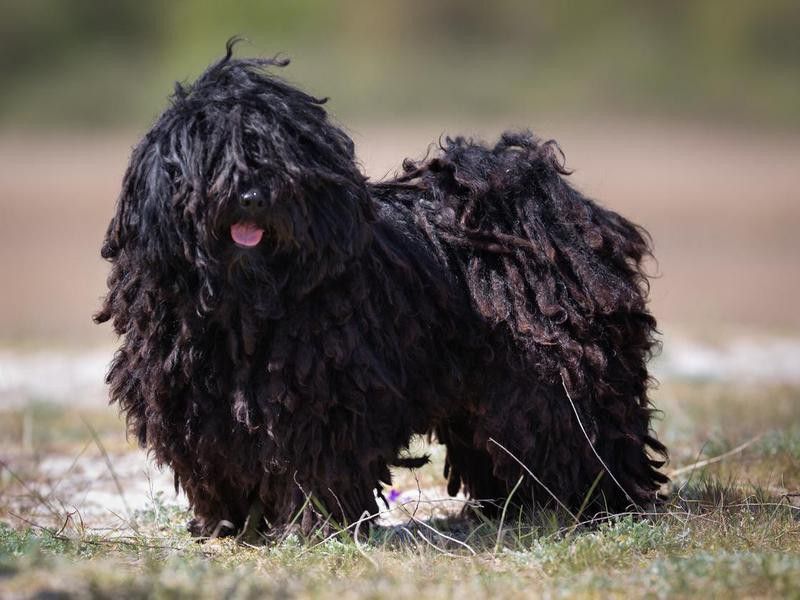 Puli, an unusual fluffy dog breed