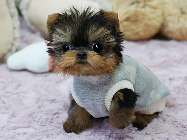 Pup in sweater