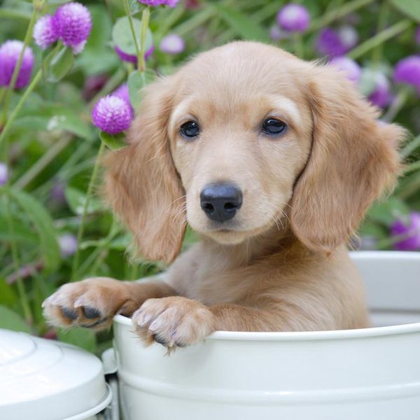 15 Things You Should Know Before Bringing Home a Mini Dachshund