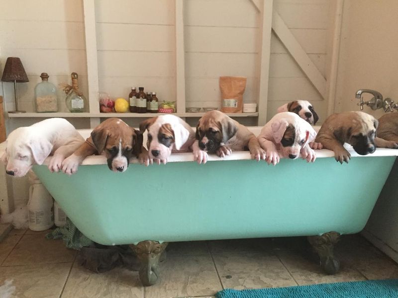 Puppies in Bath