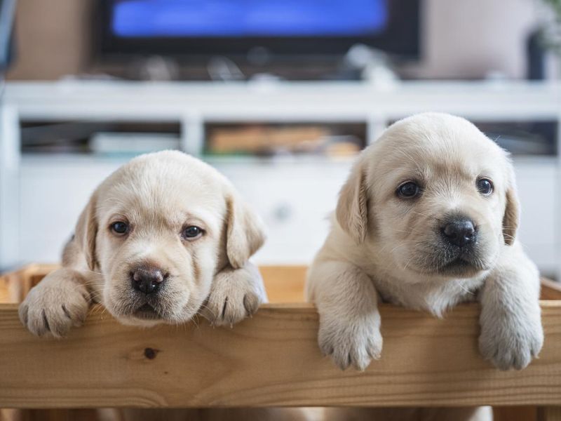 Puppies in wooden box