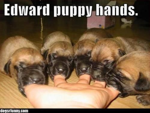Puppies trying to drink milk from a hand meme