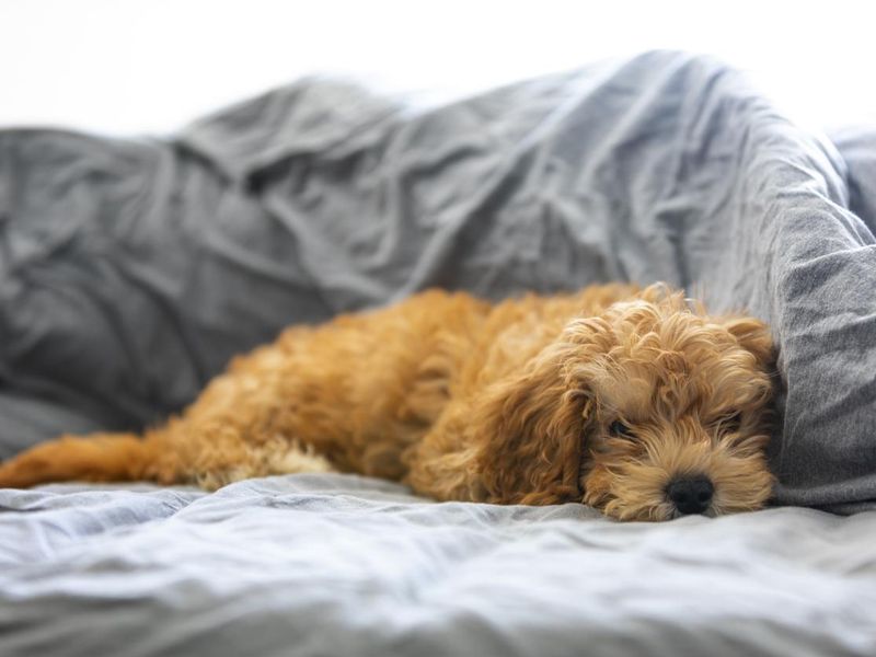 Puppy Bed