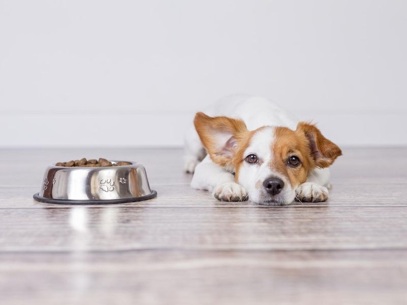 Puppy by food bowl