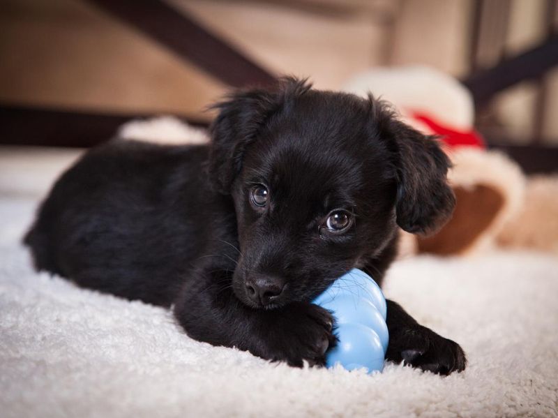 Puppy chewing on toy