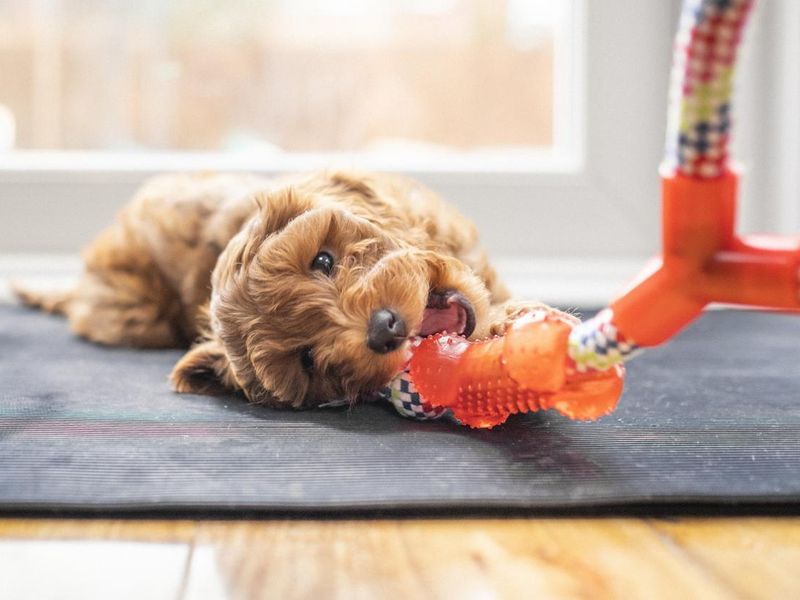 Puppy Chewing on Toy
