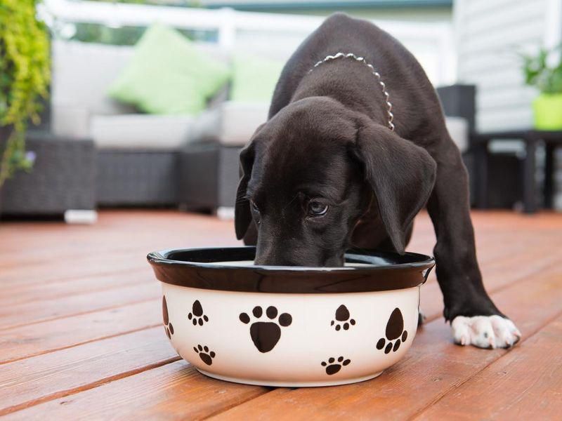 Puppy eating out of a big bowl