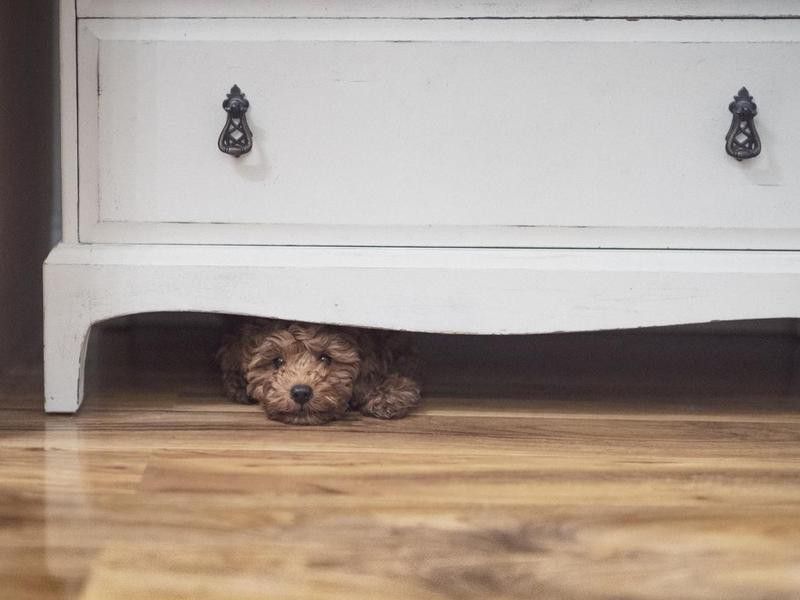 Puppy Hiding