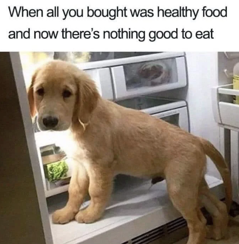 Puppy in a fridge