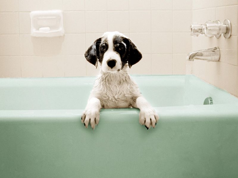 Puppy in bathtub