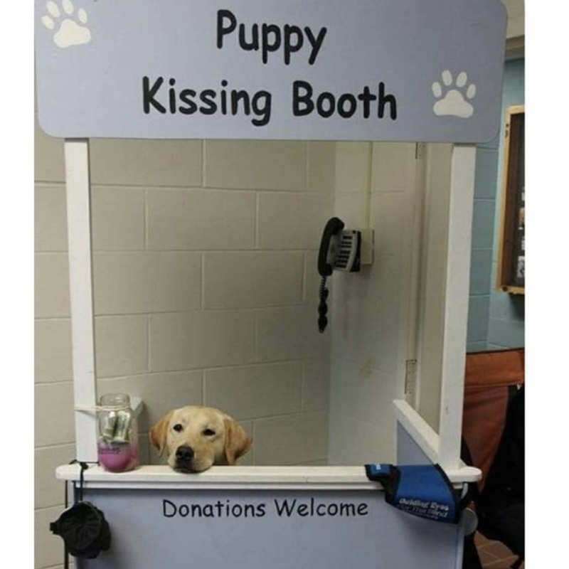 Puppy kissing booth