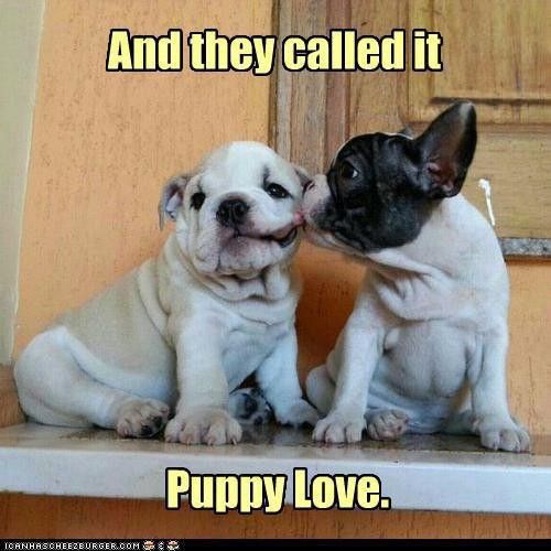 Puppy love