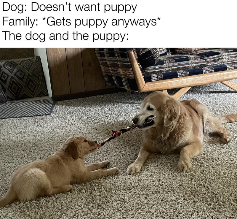 Puppy meeting older dog meme