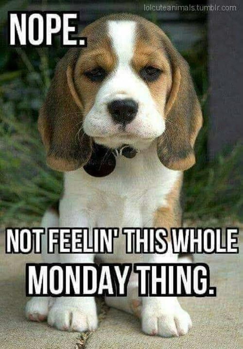 Puppy Monday Meme