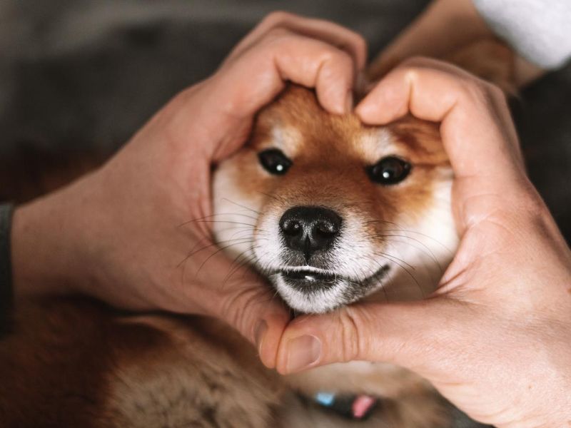 Puppy shiba inu in the heart from the hands. Cute japanese shiba inu puppy