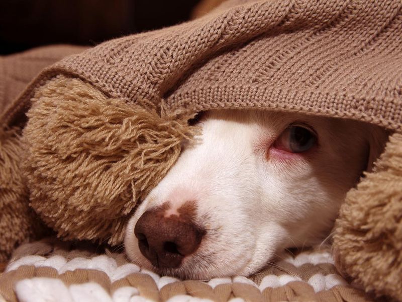 Puppy under a blanket