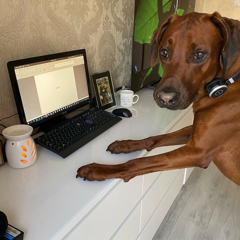 Puppy working from home