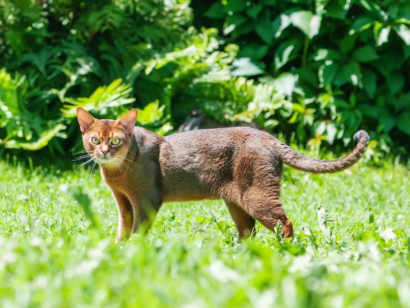 Purebred Abyssinian cat walking on lawn in the garden.