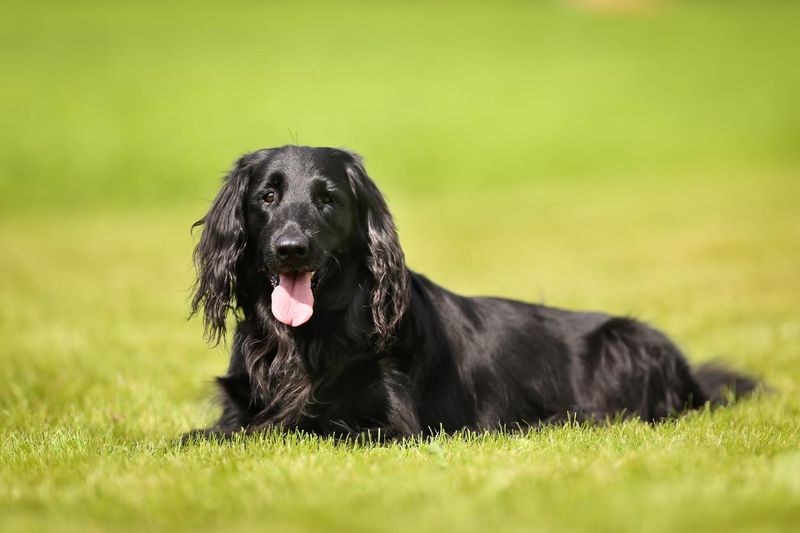 Purebred flat-coated retriever dog laying on grass