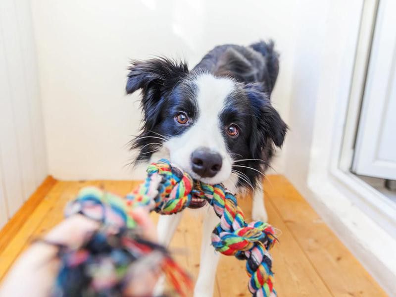 Put a Treat or Toy on a Rope