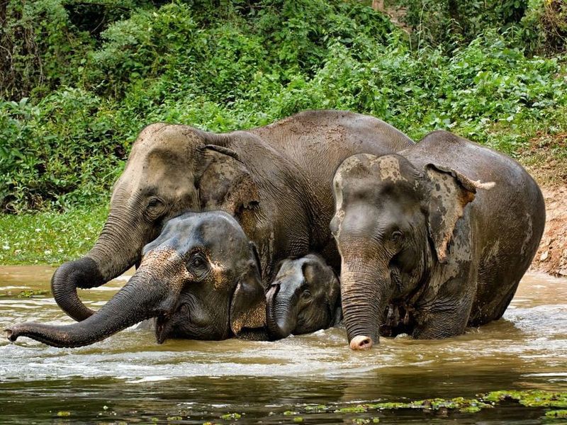 Pygmy elephants bathing