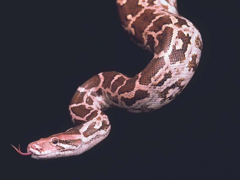 Python Molurus Molurus. Indian Rock python. Non venomous. Captive specimen. Maharashtra, India.