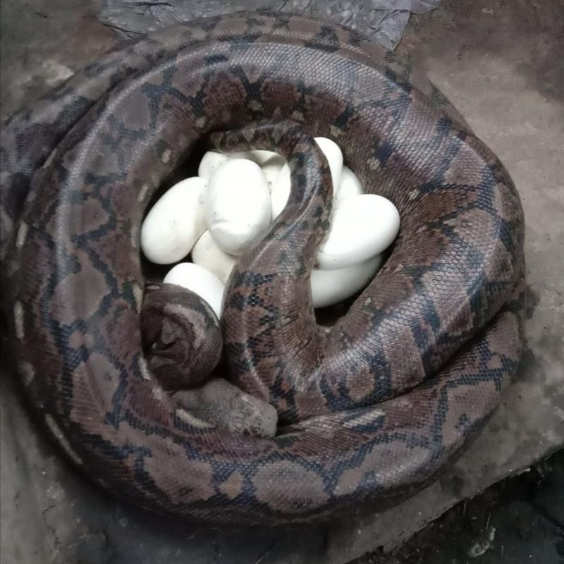 Python mother with eggs