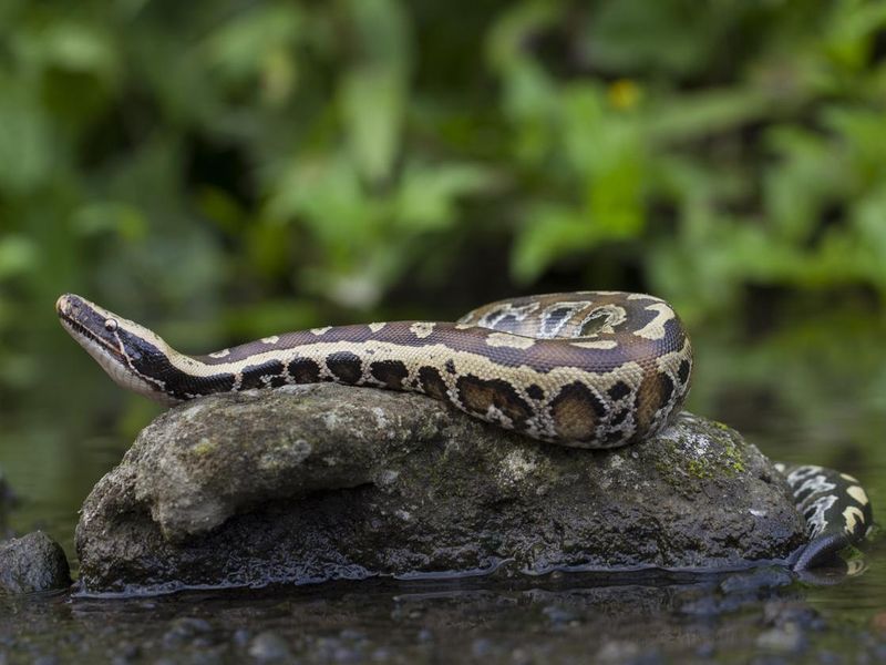 Python near water