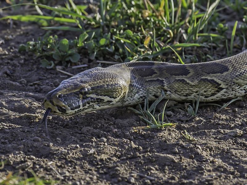 Python sebae, commonly known as the Central African rock python, is a large, nonvenomous snake of Sub-Saharan Africa. Masai Mara National Reserve, Kenya.