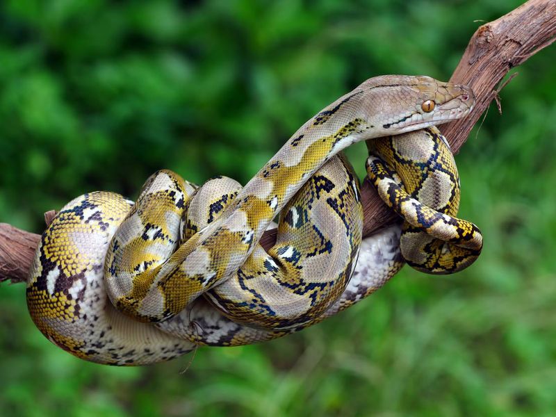 pythonidae snake closeup