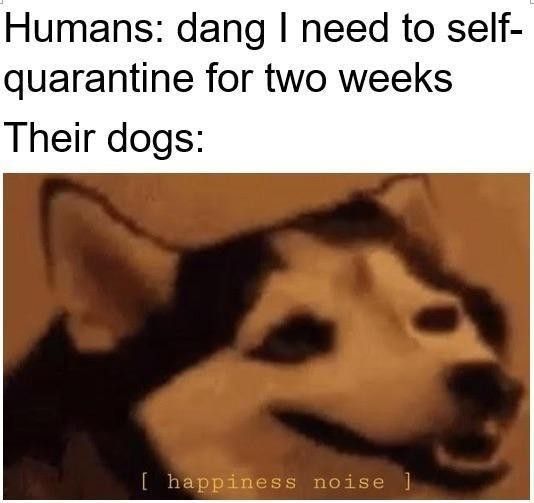Quarantine dog meme