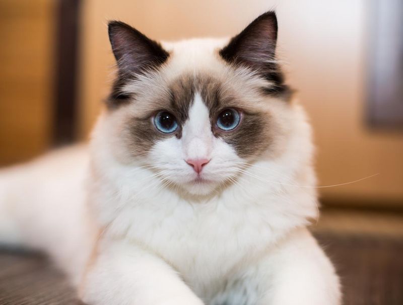 Questions about ragdoll cats