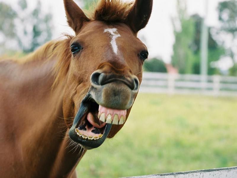 Quirky horse smiling
