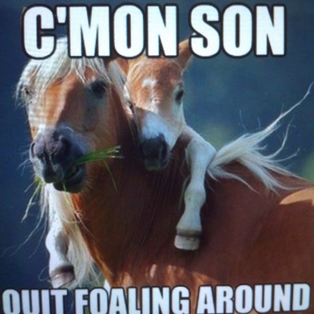 Quit foaling around horse meme