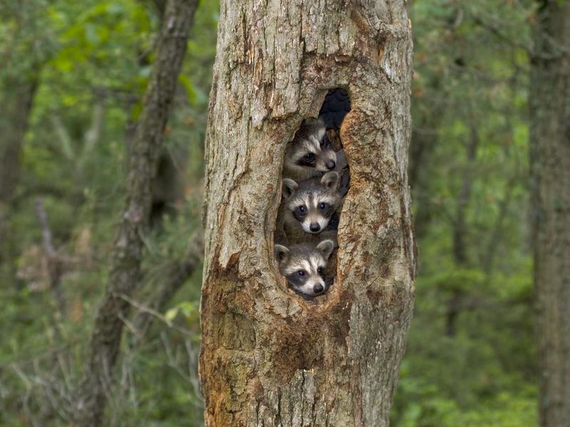 Raccoon babies in tree