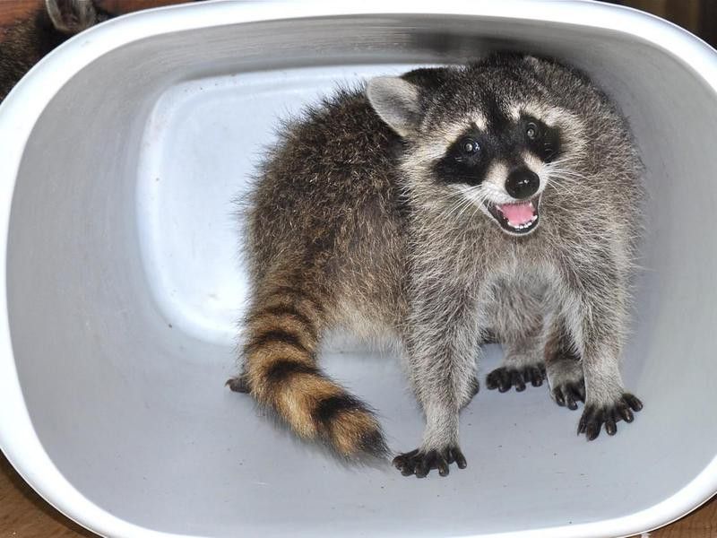 Raccoon in trash can