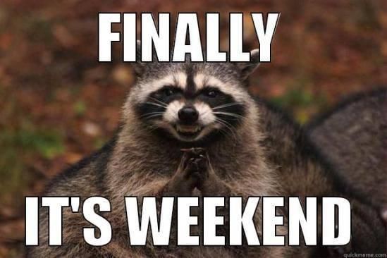 Raccoon ready for the weekend meme