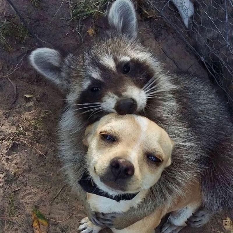 Racoon hugging dog