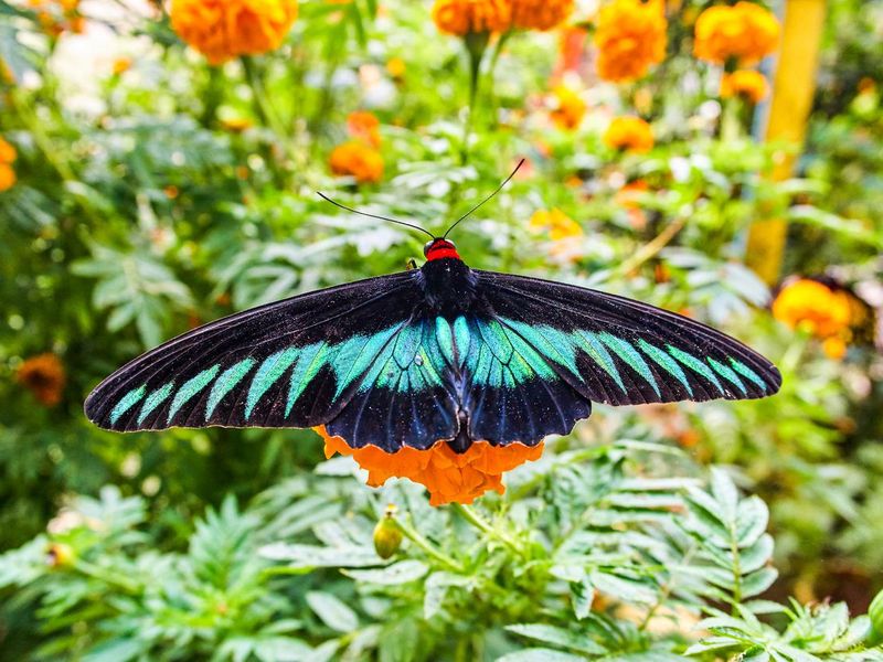 Rajah Brooke's birdwing butterfly