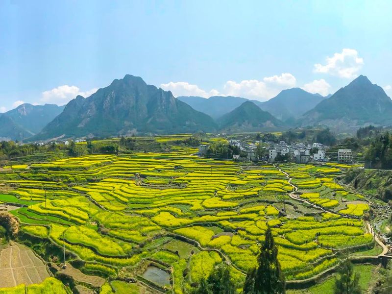 Rapeseed Field in Sichuan