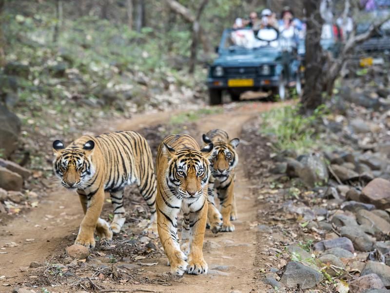Rare animals: Bengal Tiger